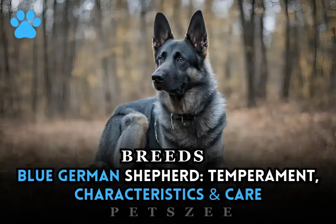 Blue German Shepherd