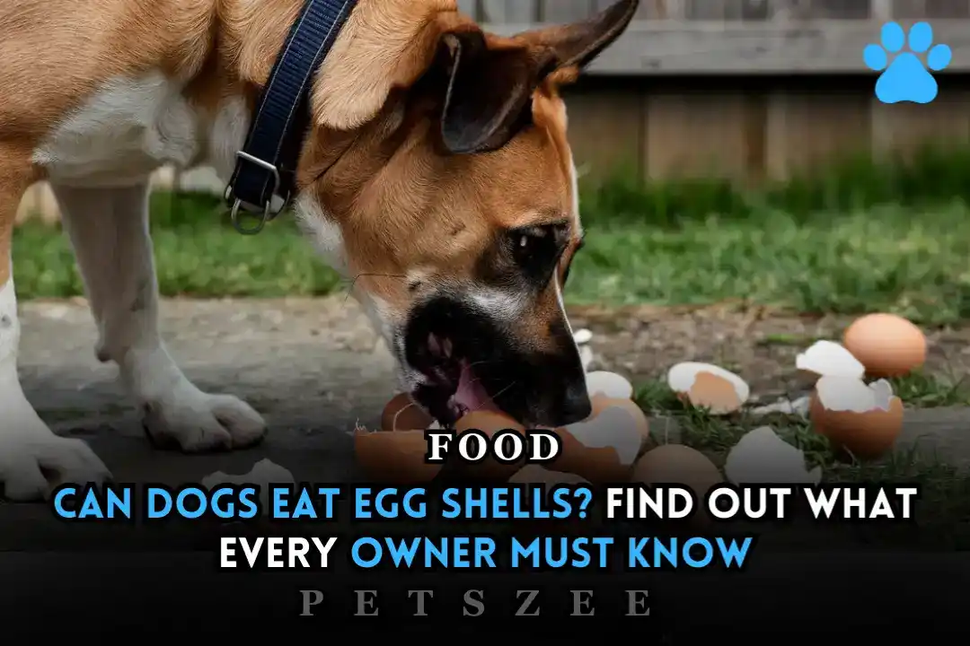 Can Dogs Eat Egg Shells