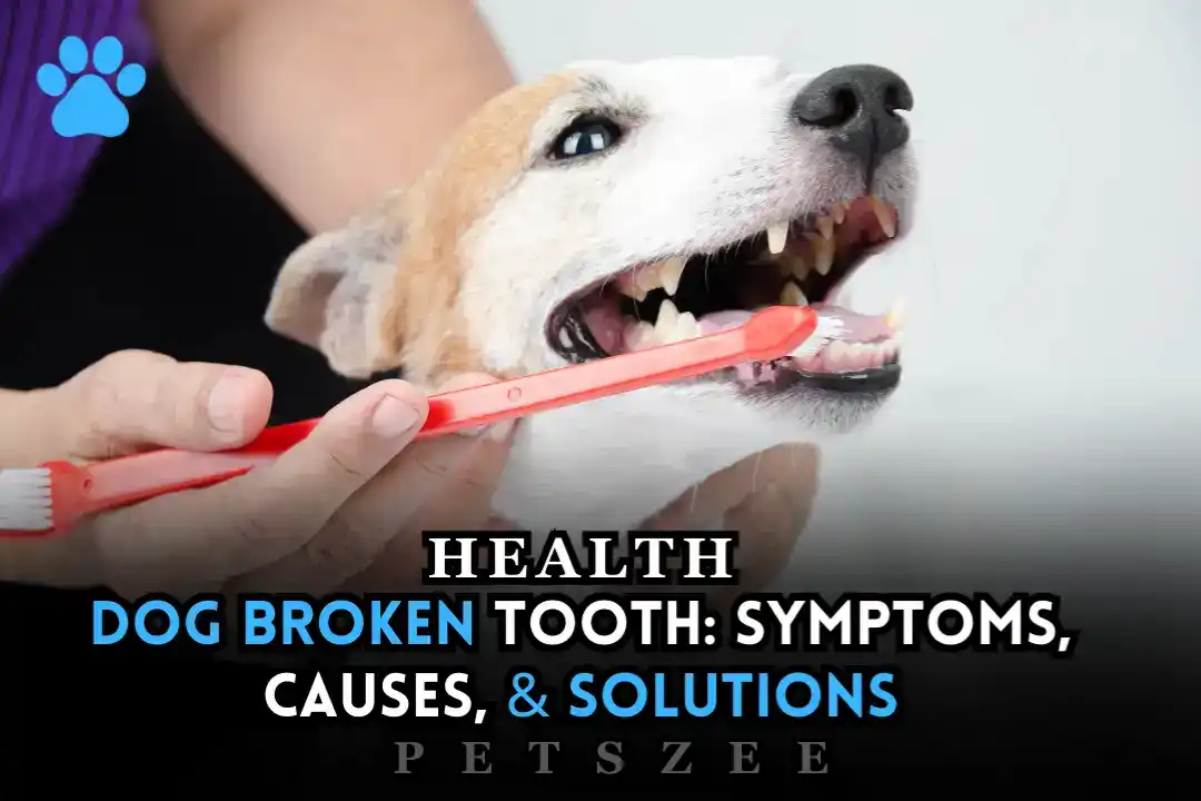 Dog Broken Tooth