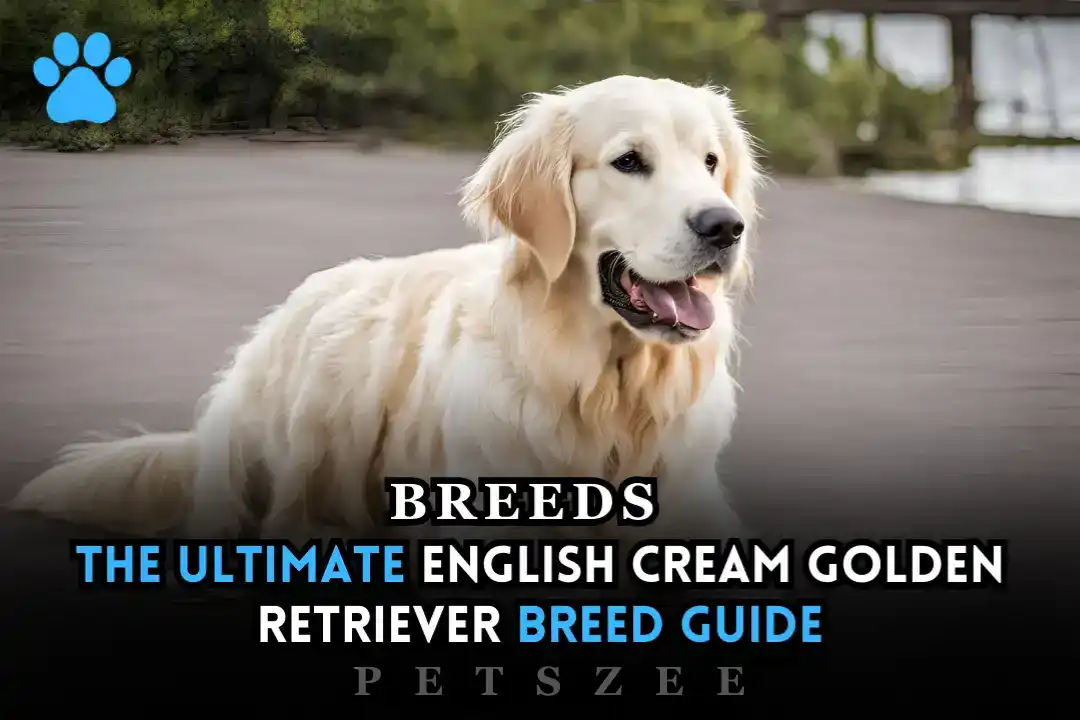 English Cream Golden Retriever Guide