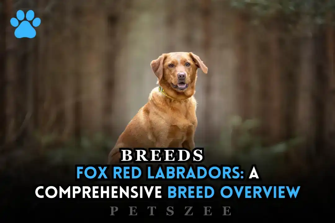 Fox Red Labradors