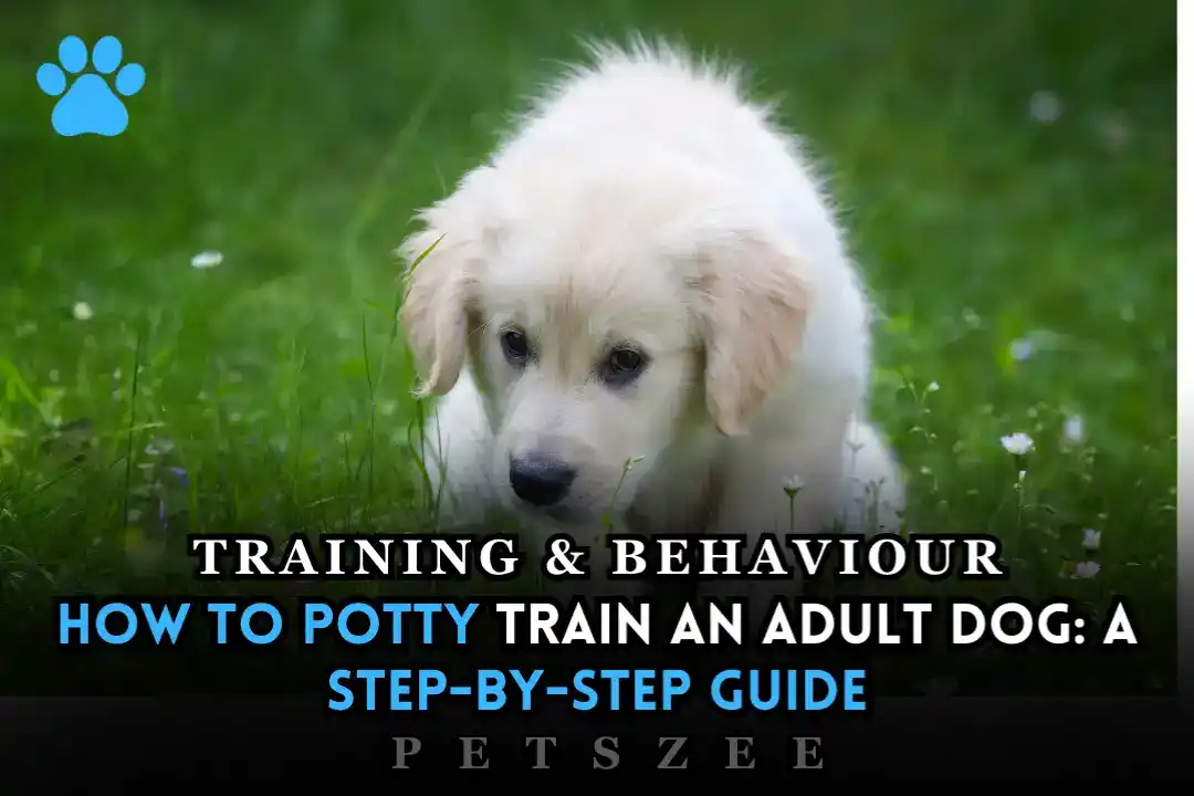 How to Potty train an adult dog