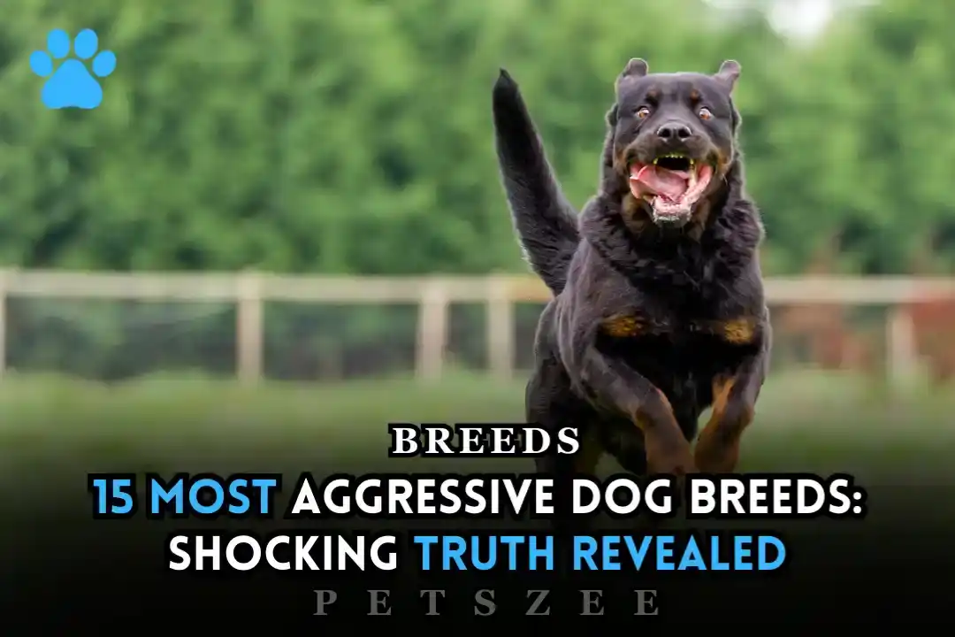 Most Aggressive Dog Breeds