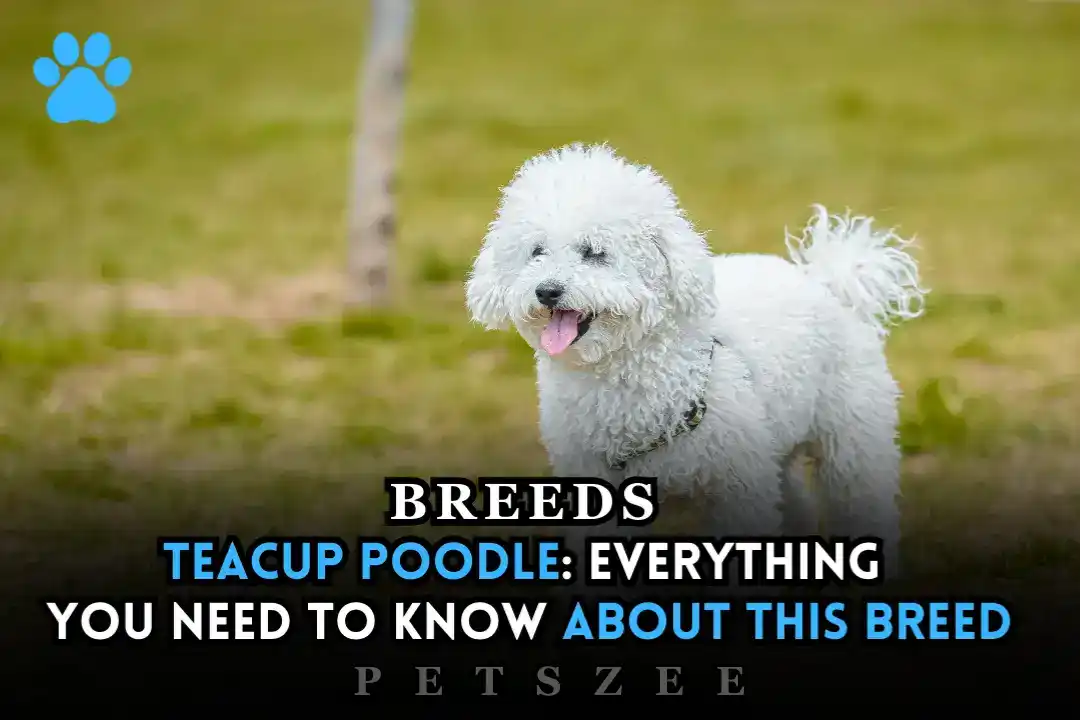 Teacup Poodle