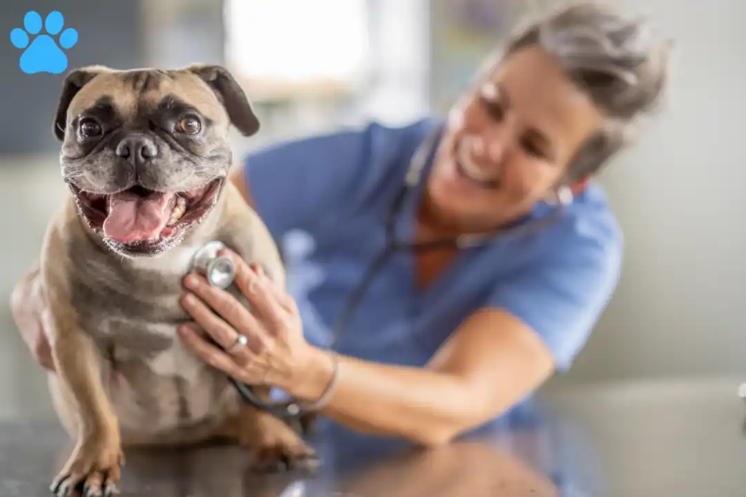 When to Take Your Dog to the Vet for Rapid Breathing