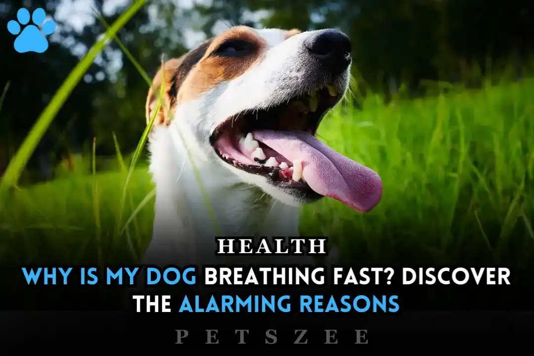 Why Is My Dog Breathing Fast