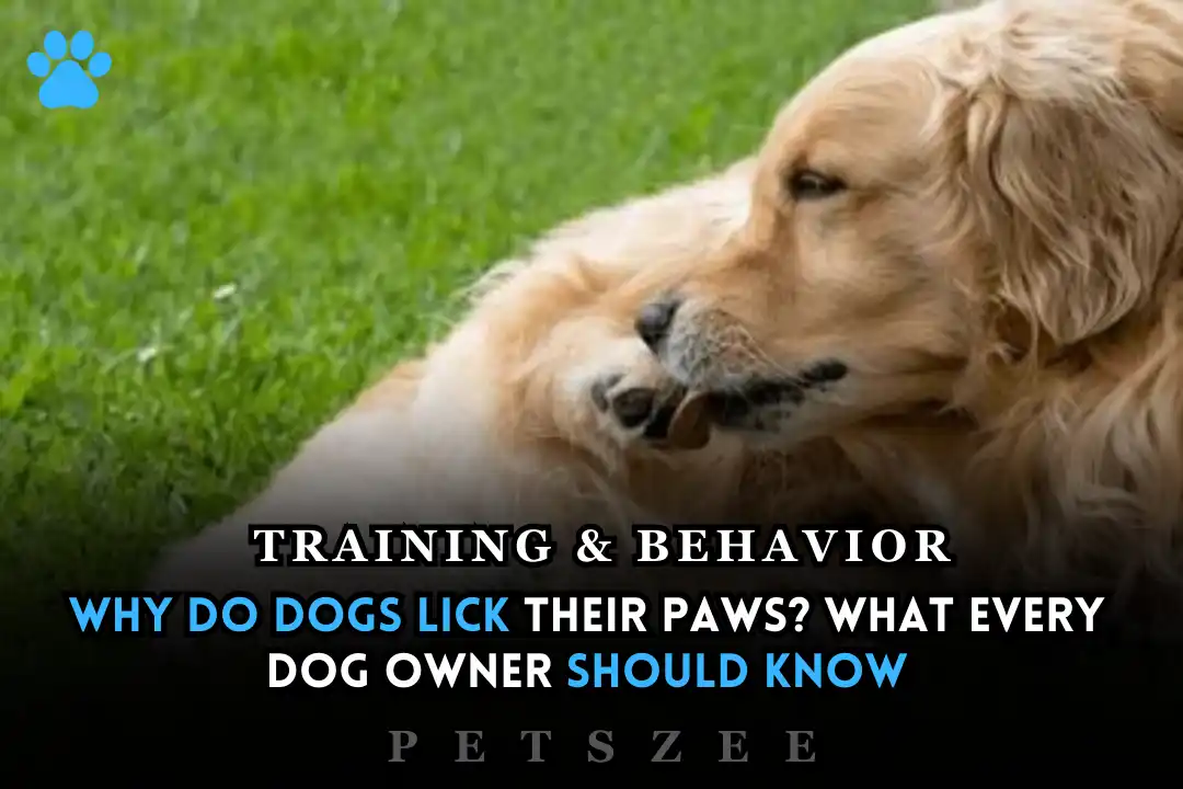 Why Do Dogs Lick Their Paws