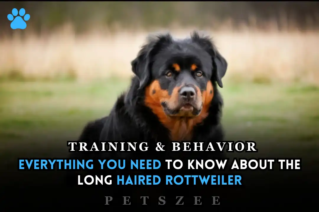 Long Haired Rottweiler