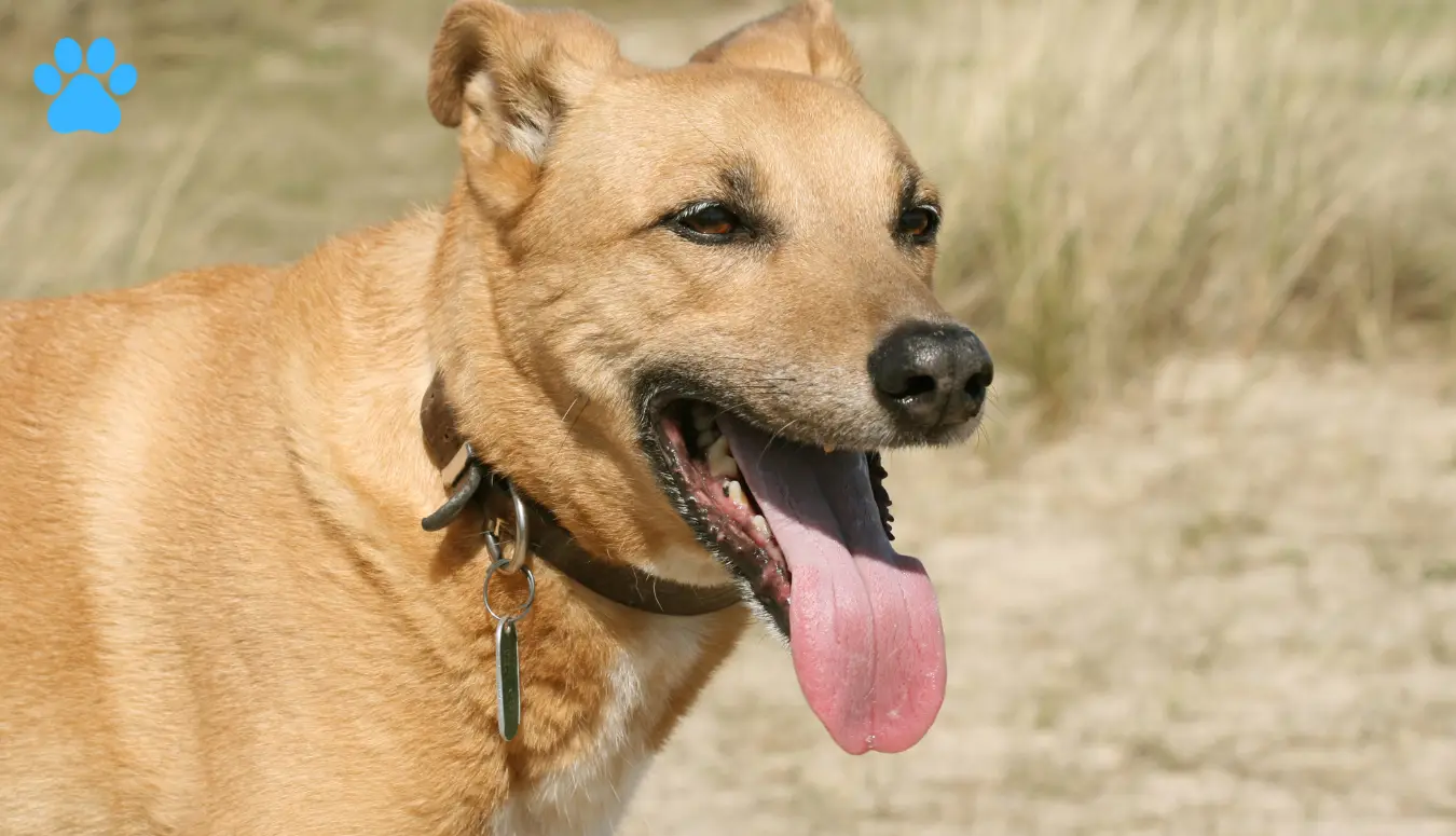 Signs of Excessive Panting in Dogs