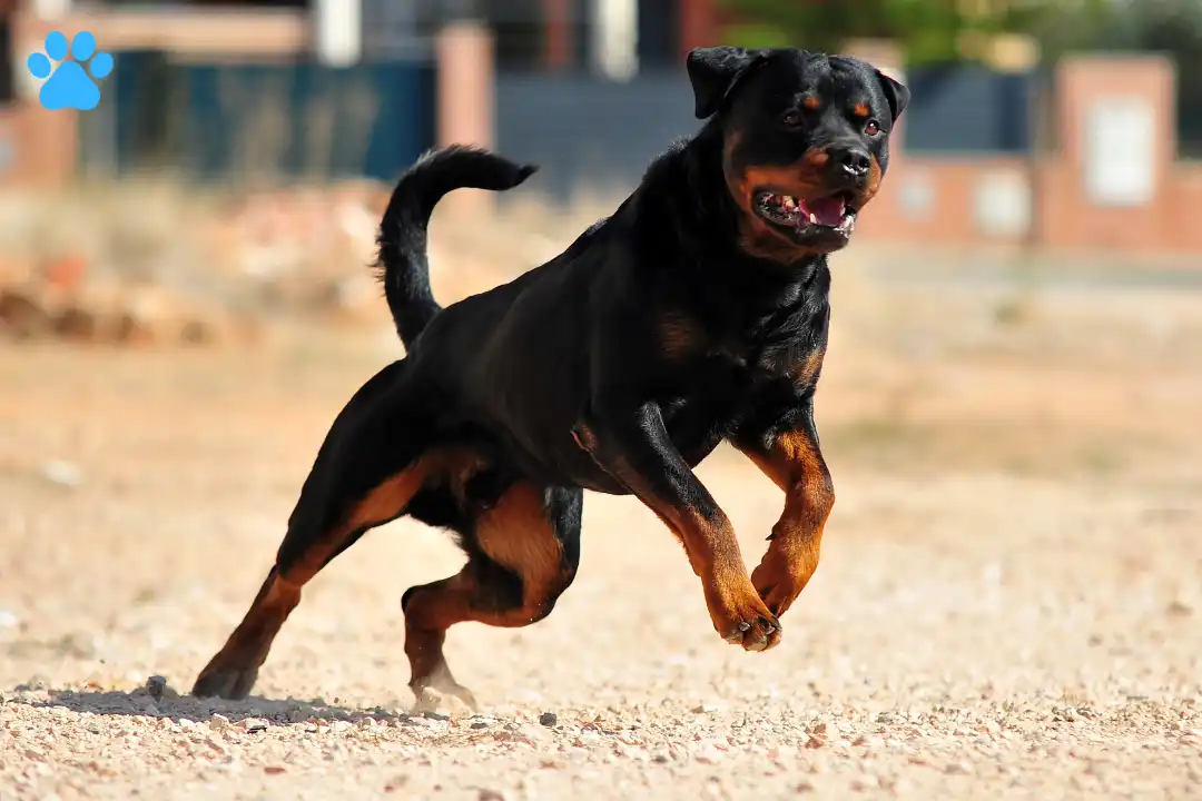 Temperament of long haired rottweiler