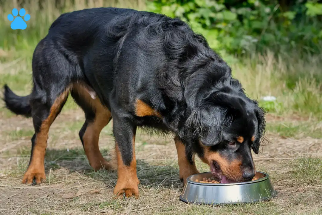 long haired Rottweiler food