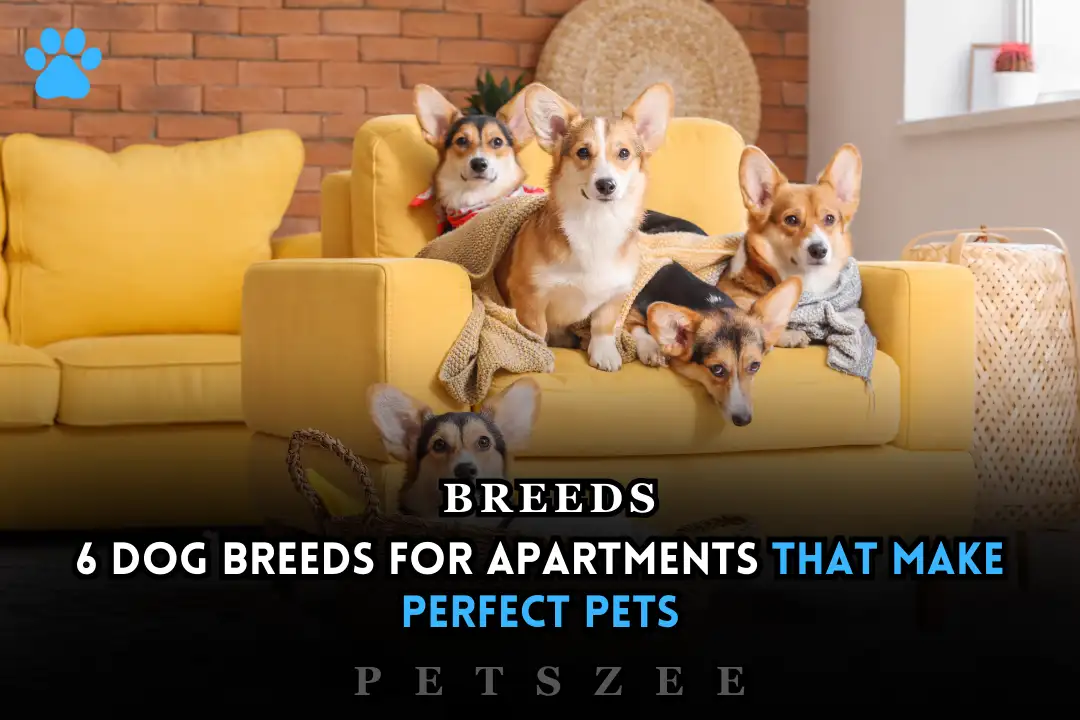 Dog Breeds for Apartments