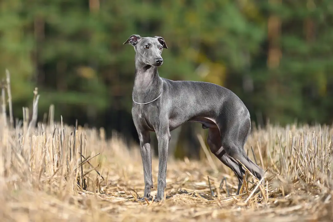 Greyhound