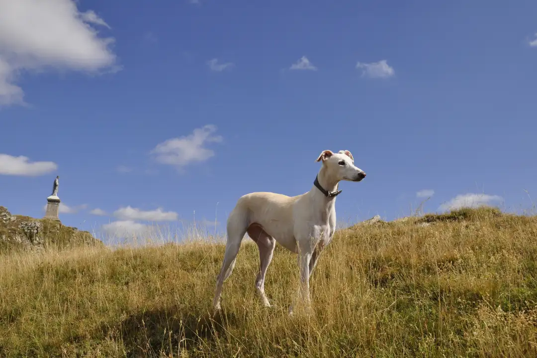 Italian Greyhound