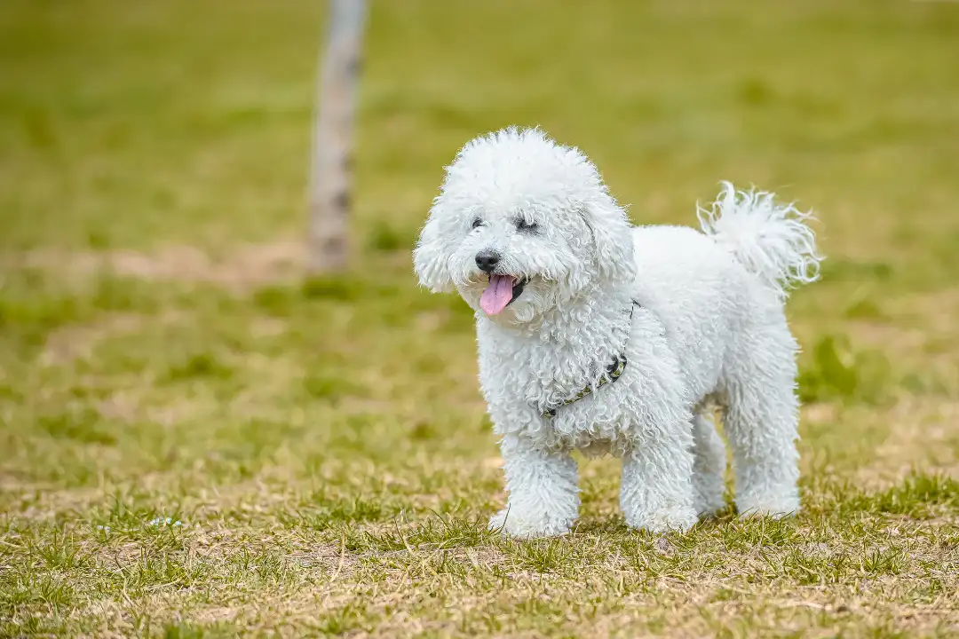 Miniature Poodle